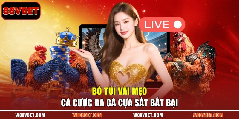 Bỏ túi vài mẹo cá cược đá gà cựa sắt bất bại