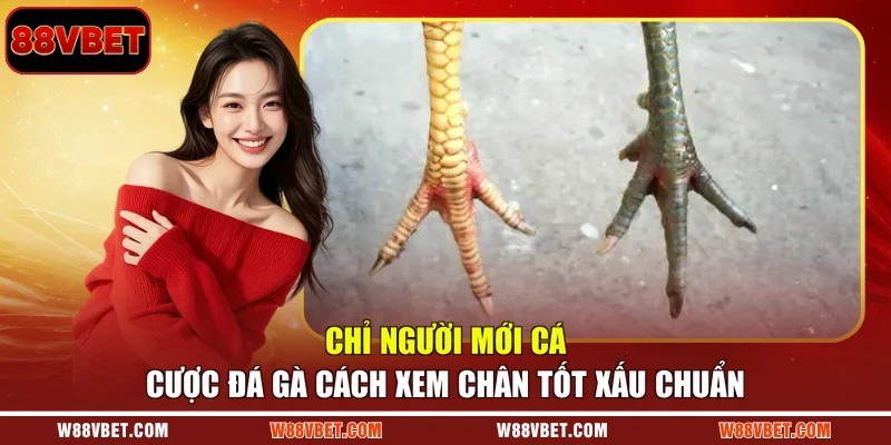 Chỉ người mới cá cược đá gà cách xem chân tốt xấu chuẩn
