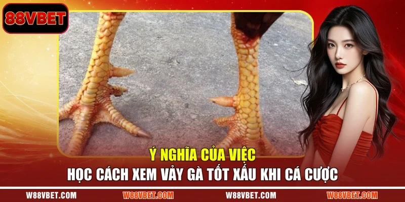 Ý nghĩa của việc học cách xem vảy gà tốt xấu khi cá cược